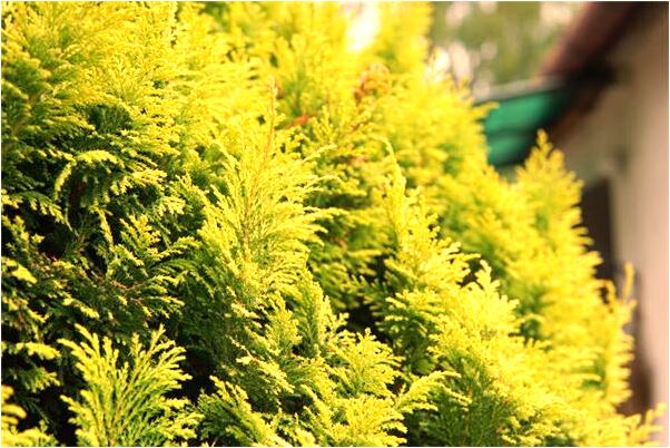 夢見剃頭一半是好的徵兆嗎_周公解夢官網