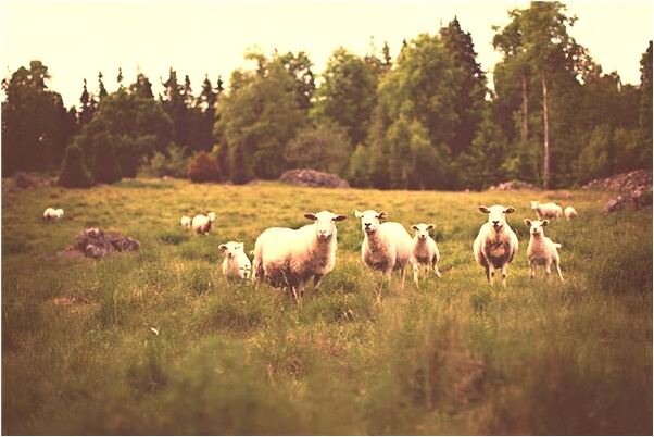 夢見初戀回來好不好_周公解夢官網