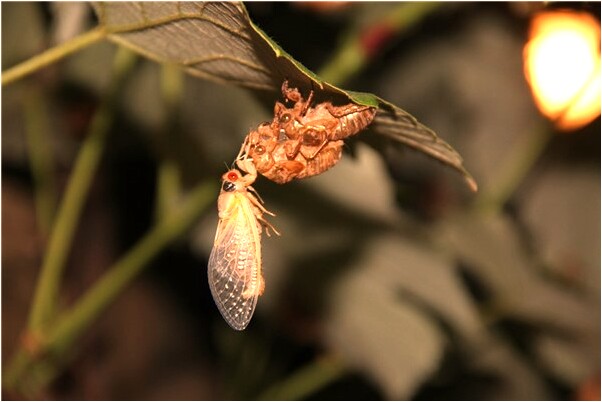 夢到掉進泥潭被人救起預示了什麼_周公解夢官網