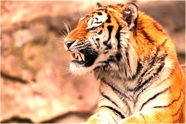 夢見自已的鼻樑凹進去了代表著什麼？_周公解夢官網