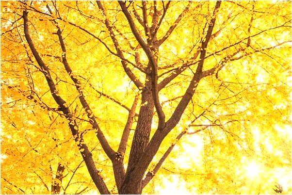 夢到打水中一條大白蛇有什麼寓意嗎？_周公解夢官網