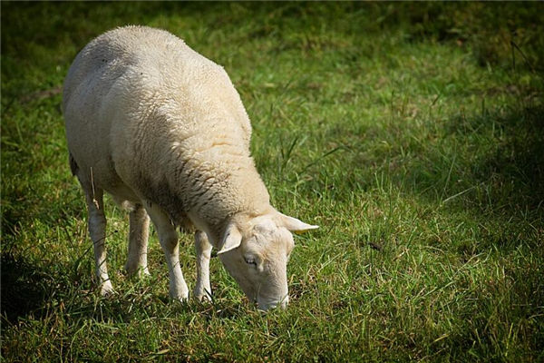 生肖屬羊的女人性格如何_十二生肖