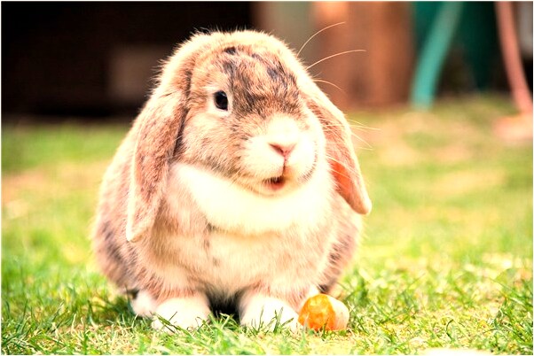 夢到別人打噴嚏啥意思_周公解夢官網