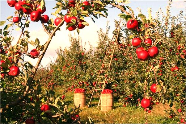 夢見下樓梯出暗門是什麼意思？_周公解夢官網