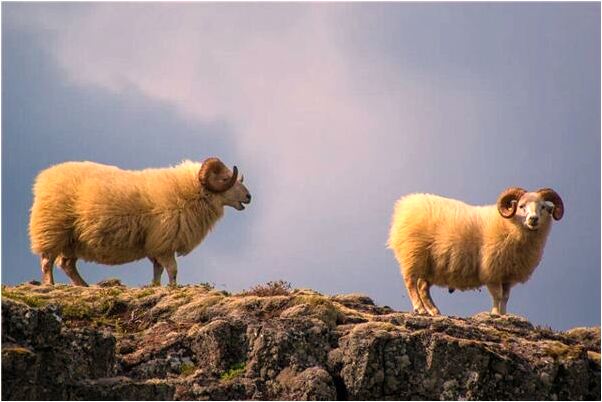 夢到了自己的壞牙脫落有什麼寓意嗎？_周公解夢官網