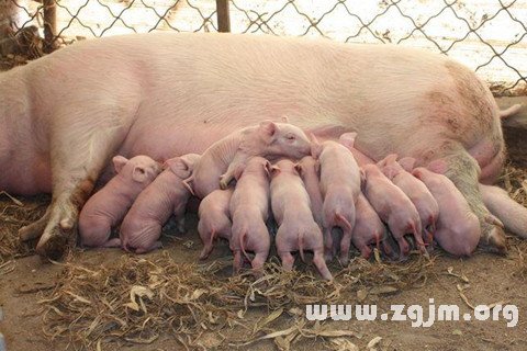 Dream of pigs