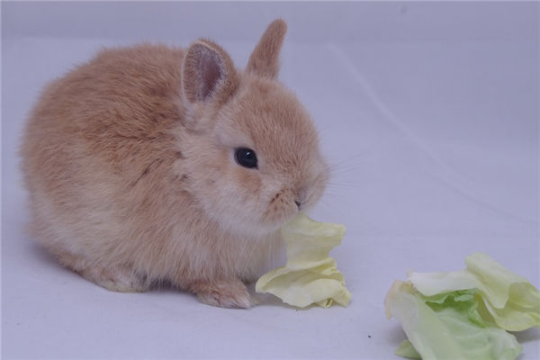 2021年的屬相兔子多大了_十二生肖