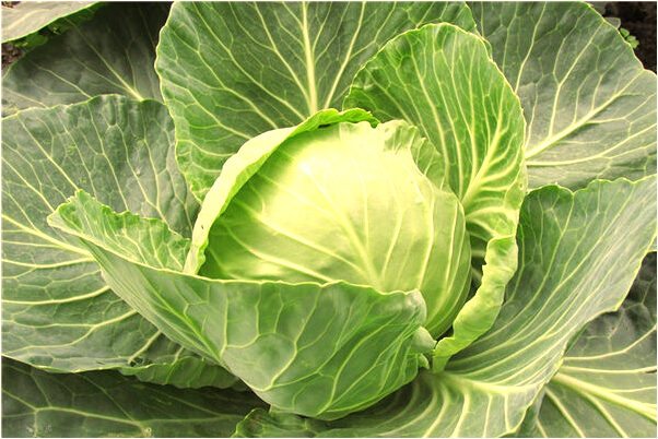 夢到了男孩和女兒叫我媽媽是什麼預兆_周公解夢官網