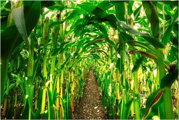 夢見和媽媽一起做火車預示什麼_周公解夢官網