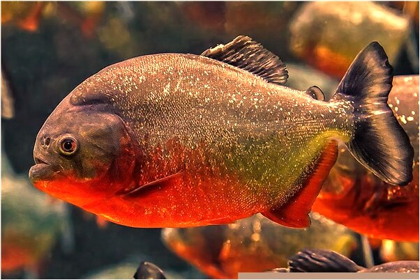 夢到娘兒子成了叫花子意味著什麼_周公解夢官網