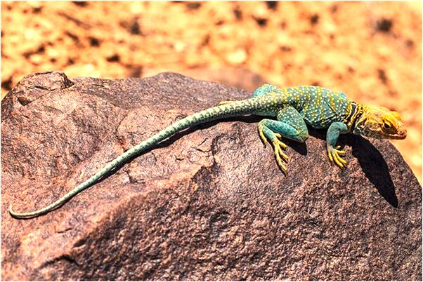 夢見爬出窗外見到一輛車預示什麼_周公解夢官網