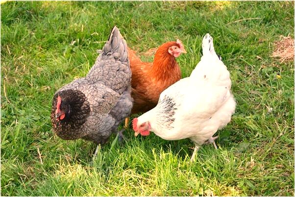 夢見發大水過不了河是什麼兆頭_周公解夢官網