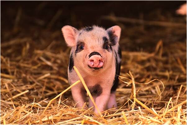 夢到被陌生男子批評有什麼預兆_周公解夢官網
