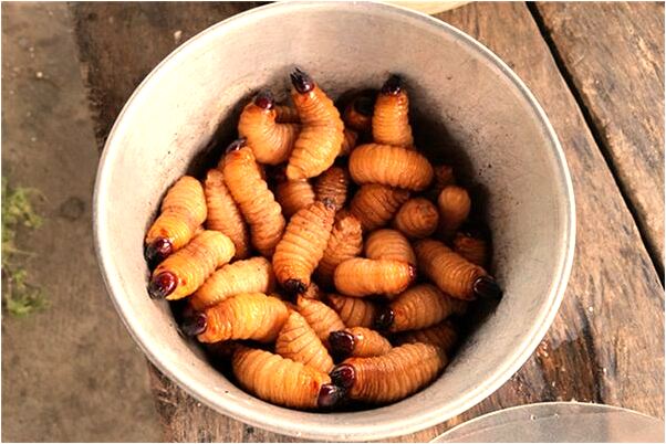 夢到了別人送我小狗會怎么樣_周公解夢官網