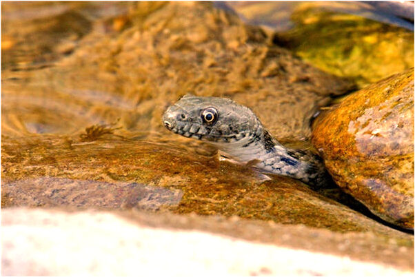 夢見下樓梯碰見舍友洗完澡半裸是吉兆嗎?_周公解夢官網
