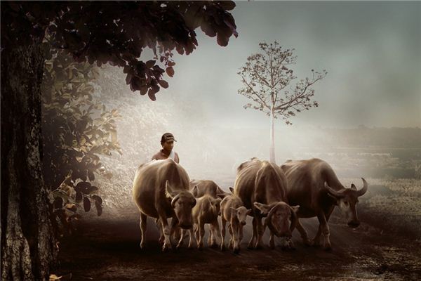 屬牛人出生月的命運詳解_十二生肖