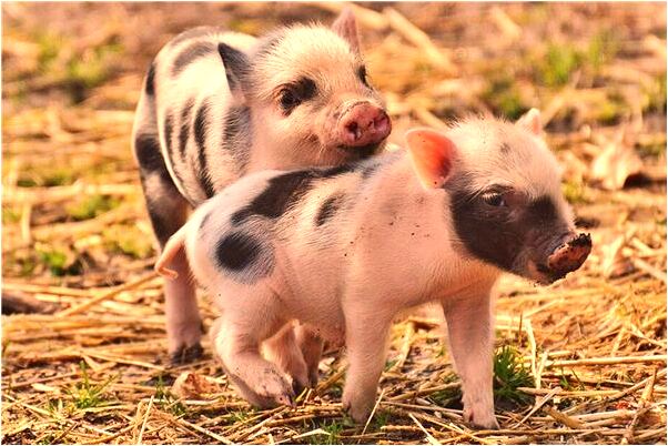 夢到和偶像做愛有什麼意義嗎_周公解夢官網