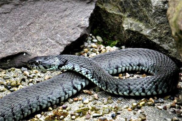 夢見黑蛇是什麼意思_周公解夢