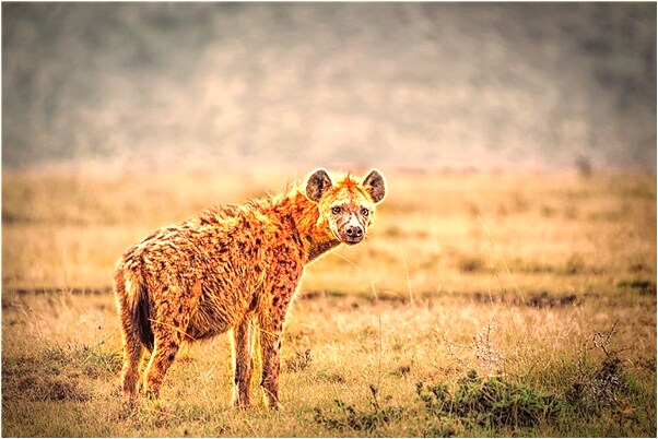 夢到了老公被判刑有什麼說法_周公解夢官網