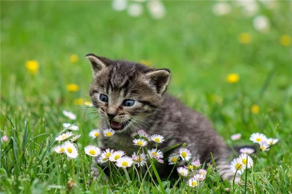 夢見貓代表哪位仙家_周公解夢