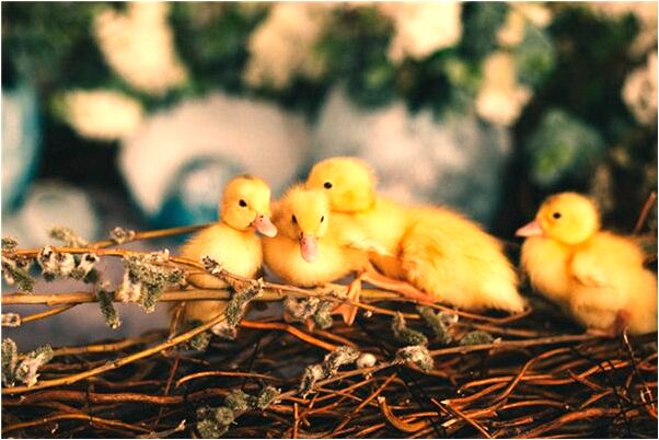 夢到了過年全家人聚在一起的預兆_周公解夢官網