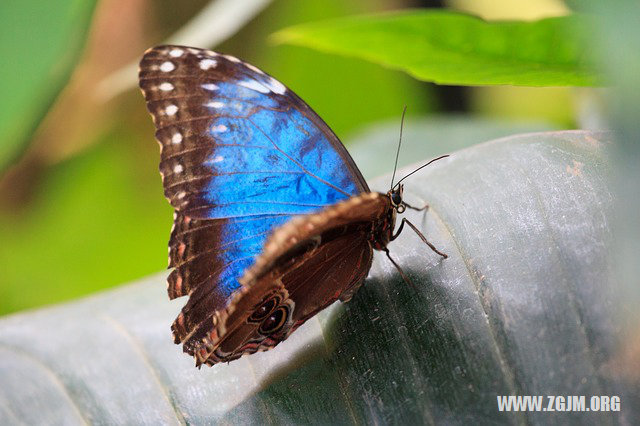 夢見小姑子懷孕_周公解夢夢到小姑子懷孕是什麼意思_做夢夢見小姑子懷孕好不好_周公解夢官網
