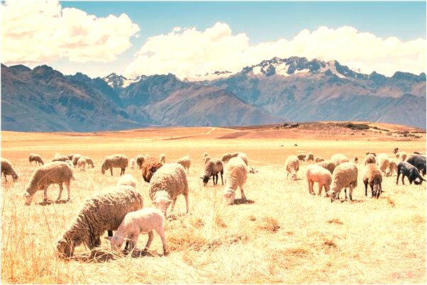 夢見自己穿白色西服被逼婚是好事還是壞事_周公解夢官網