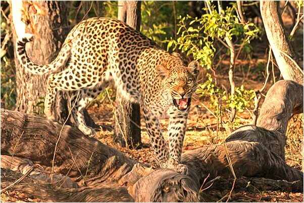 夢到了馬腳疼好不好_周公解夢官網