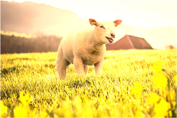 夢到了夢官材抬進我家埋了是什麼意思？_周公解夢官網