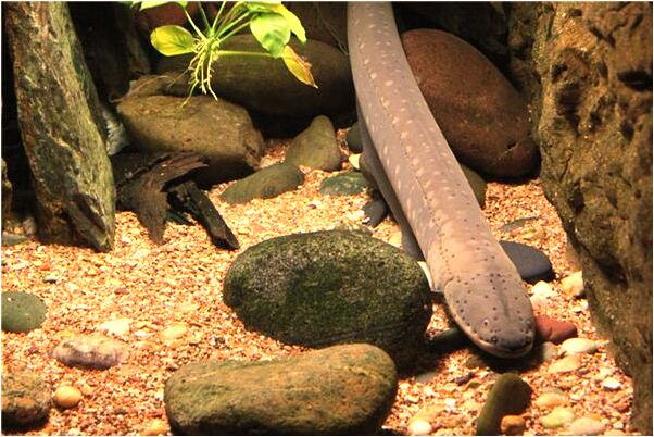 夢到有人把誰弄混了是啥意思_周公解夢官網