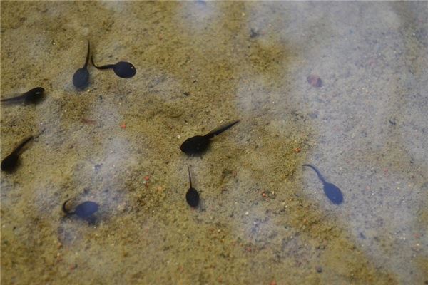 夢到吃蝌蚪啥意思_周公解夢