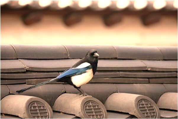 夢到了和朋友一起餵豬是什麼預兆_周公解夢官網