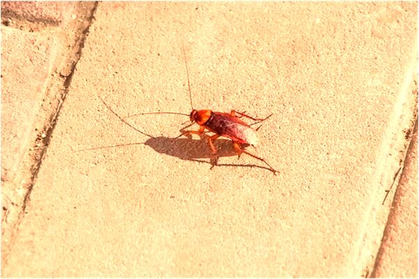 夢到已故親人雙眼血紅是什麼兆頭_周公解夢官網