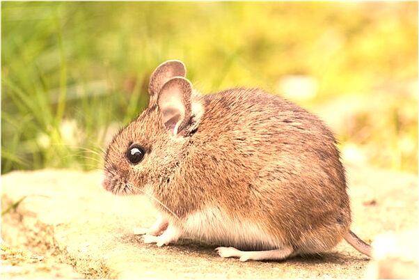 夢見張美娟皮膚發綠得了肝病是什麼預兆_周公解夢官網