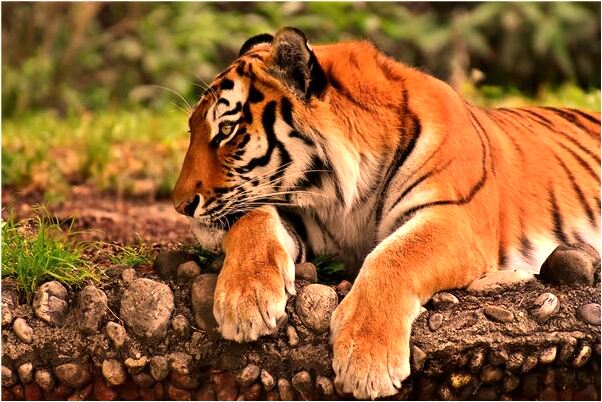 夢到了大口吃肉代表什麼_周公解夢官網