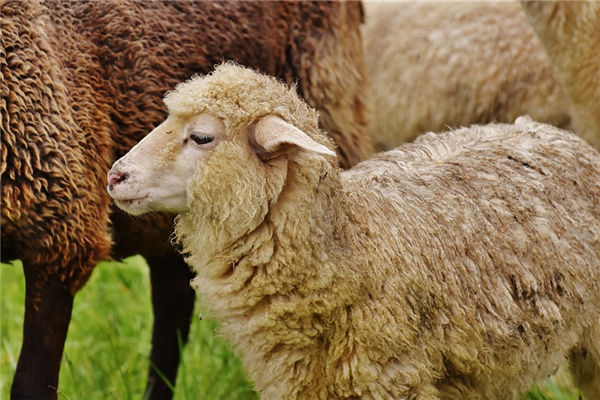 屬羊的男人性格如何_十二生肖