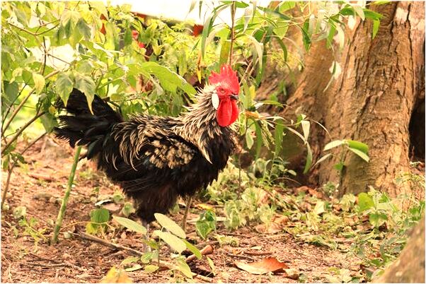 夢到了猶豫換工作是凶兆還是吉兆_周公解夢官網