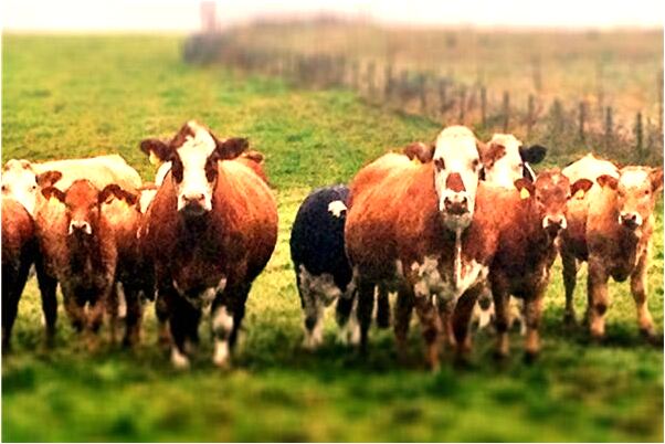 夢到了打破暖壺預示什麼_周公解夢官網