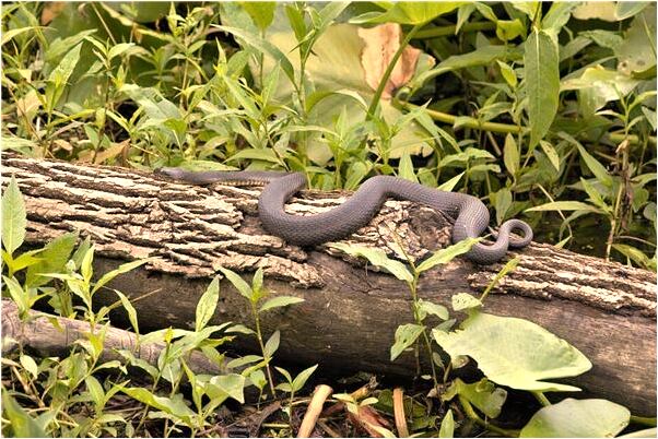 夢到了乾媽把錢包交給我保管有什麼寓意嗎？_周公解夢官網