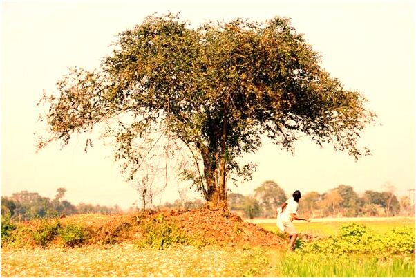 夢到泥鰍和死魚代表著什麼？_周公解夢官網