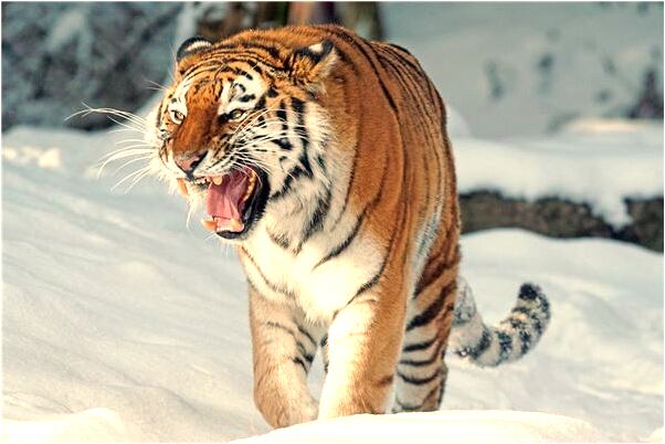 夢到了坐在車上看見別人吵架是凶兆還是吉兆_周公解夢官網