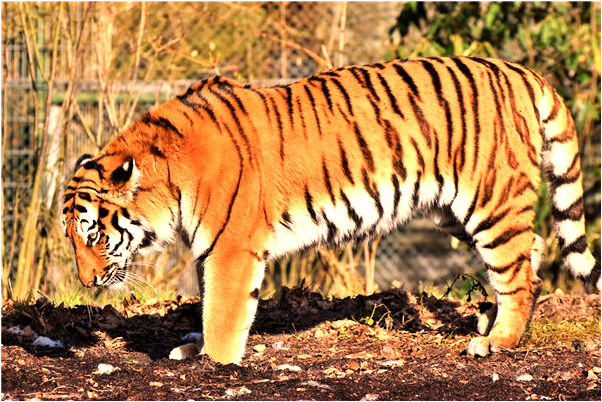 夢見赤腳買鞋有什麼預示嗎_周公解夢官網