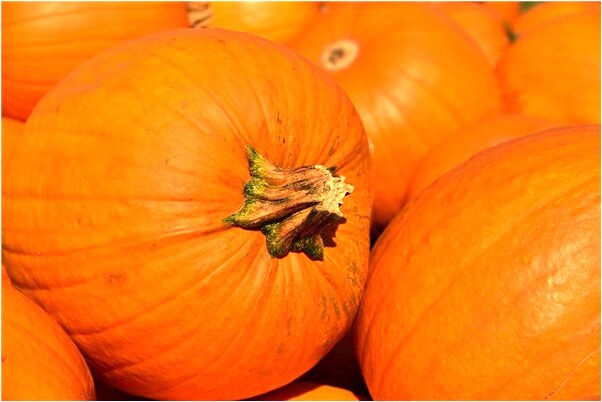 夢到了與牛鬥爭預示什麼_周公解夢官網