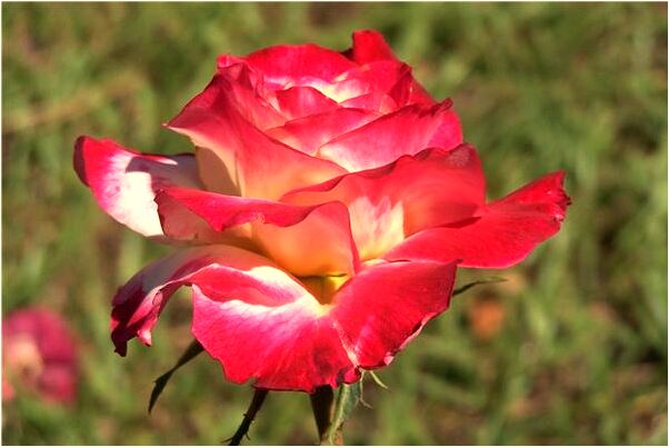 夢見三雙鞋子是什麼意思？_周公解夢官網