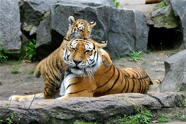 2021屬虎人全年運勢_十二生肖