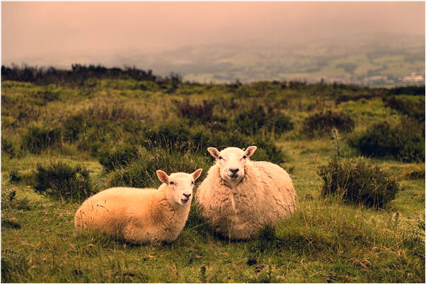 夢到了從天上掉下來紅魚是什麼徵兆_周公解夢官網