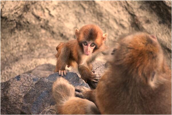 夢到有人我弟弟死了後來又活了是什麼意思_周公解夢官網