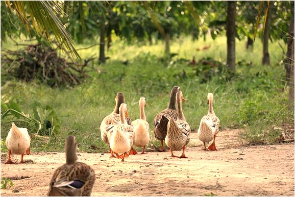 夢見娶了個媳婦生了一個女孩是什麼預兆？_周公解夢官網