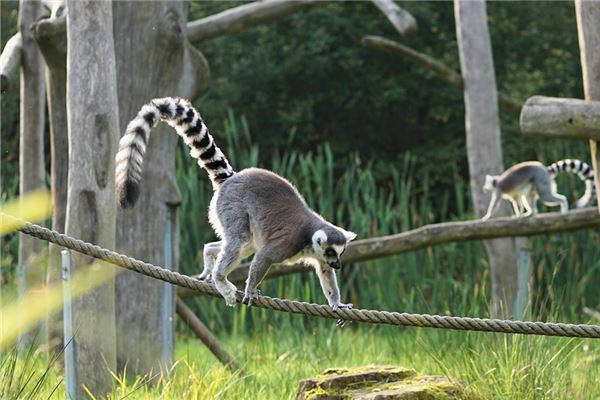 92年屬相和婚配_十二生肖