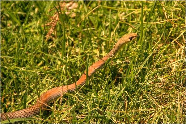 夢到爸爸穿各種各樣的鞋子預示著什麼_周公解夢官網